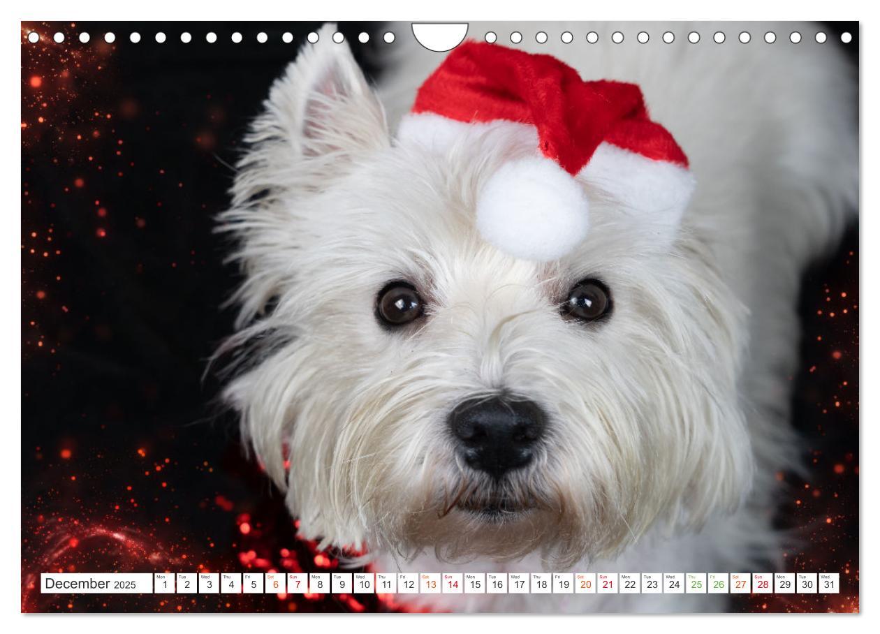 Bild: 9781325930739 | West Highland White Terrier - Your charming companion (Wall...