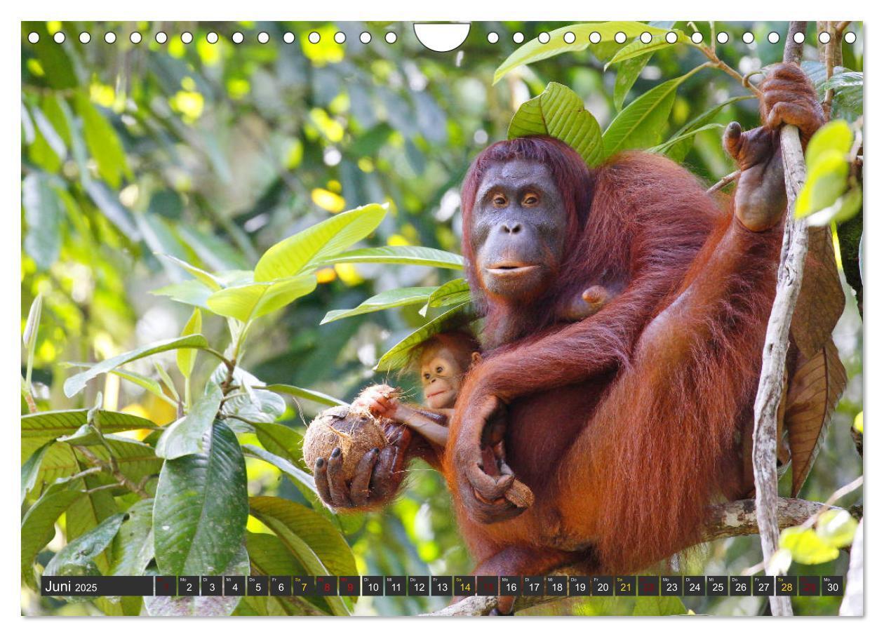 Bild: 9783435361915 | Waldmenschen - Orang Utans auf Borneo (Wandkalender 2025 DIN A4...