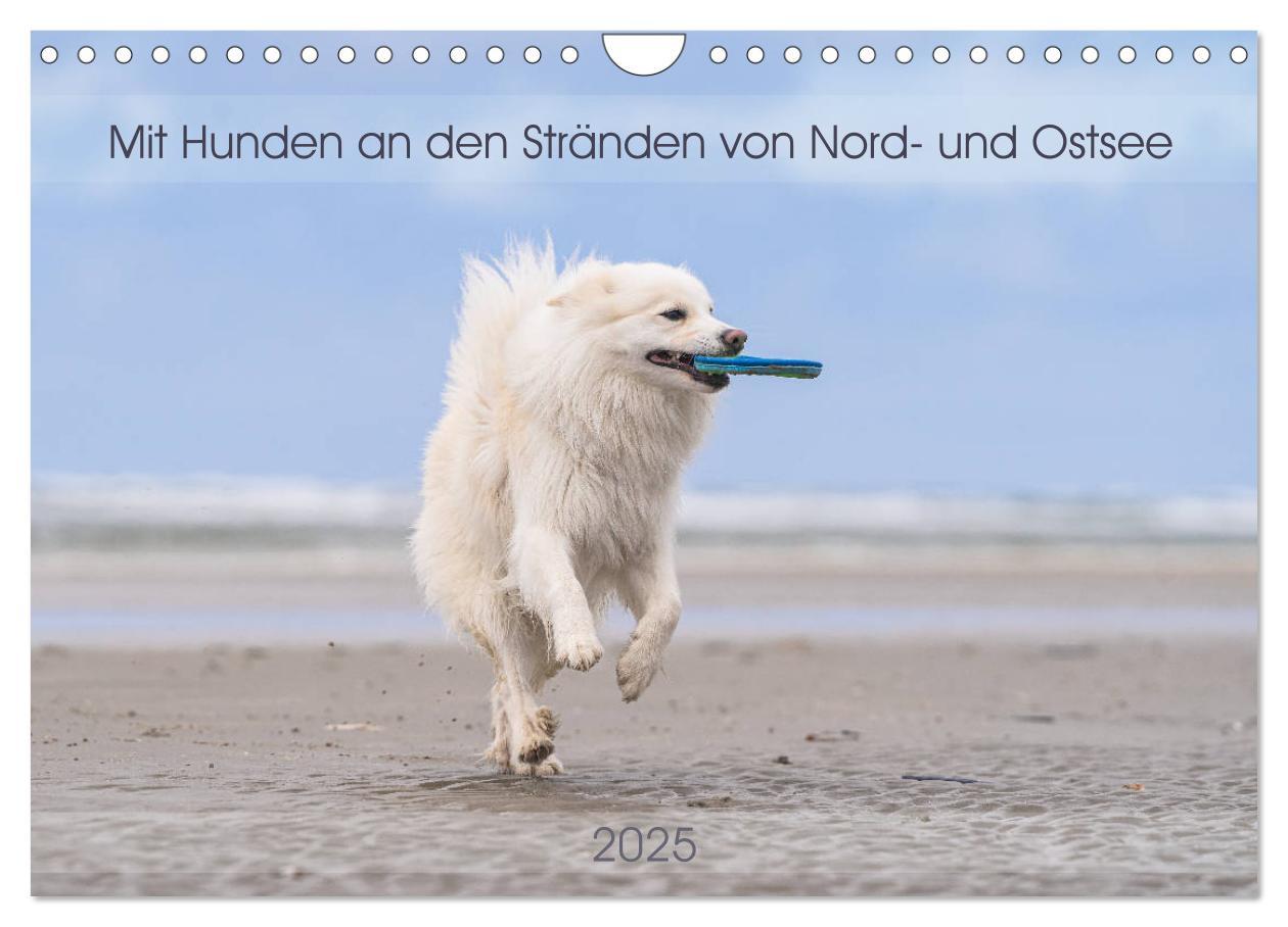 Cover: 9783435183005 | Mit Hunden an den Stränden von Nord- und Ostsee (Wandkalender 2025...