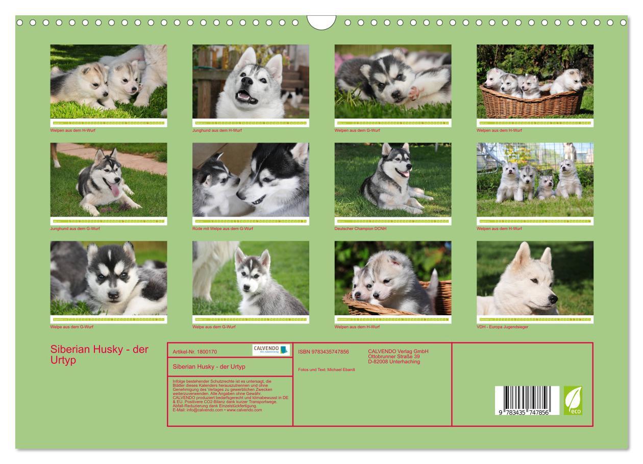 Bild: 9783435747856 | Siberian Husky - der Urtyp (Wandkalender 2025 DIN A3 quer),...