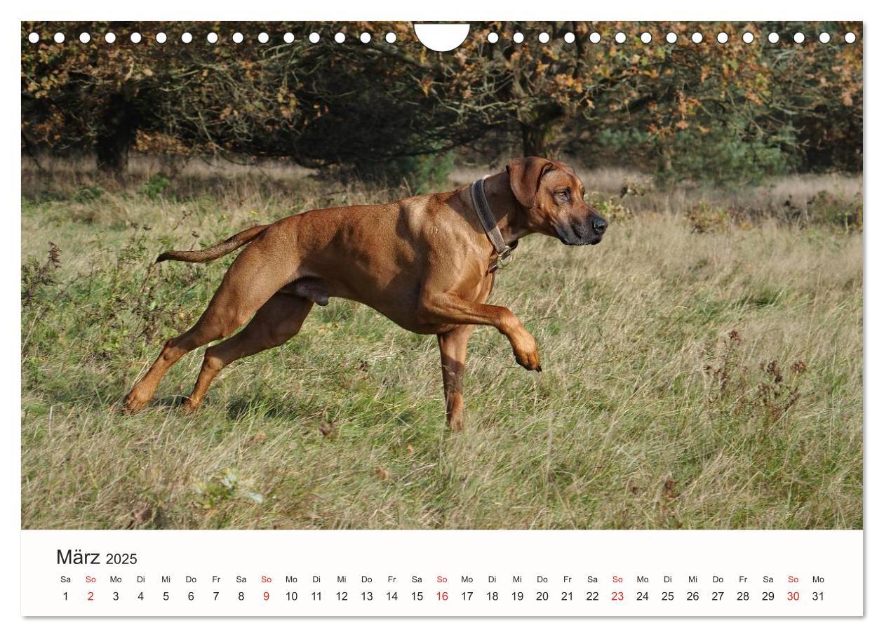 Bild: 9783435482894 | Rhodesian Ridgeback Schönheit aus Afrika (Wandkalender 2025 DIN A4...