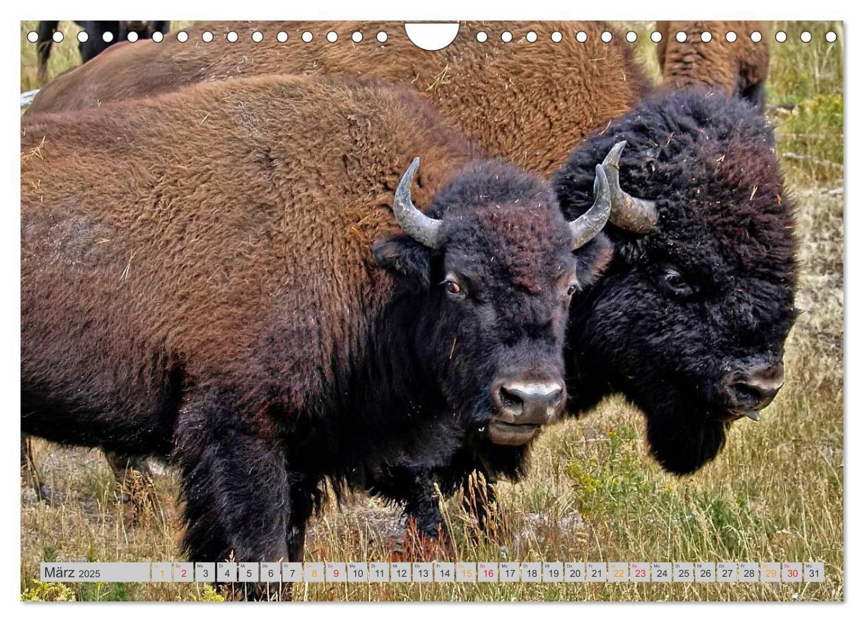 Bild: 9783435580552 | Bison und Wisent - Riesen mit unbändiger Kraft (Wandkalender 2025...