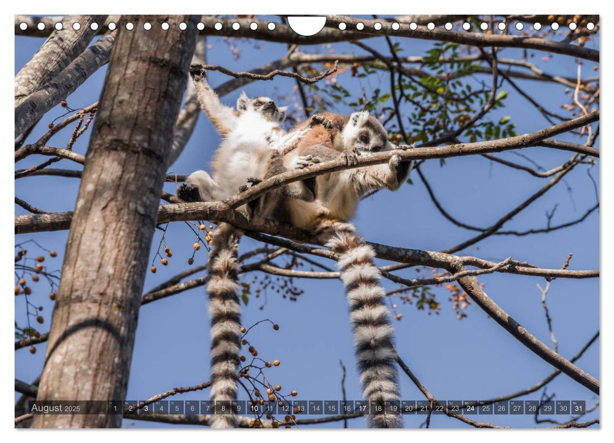 Bild: 9783435282876 | Tierisches Madagaskar (Wandkalender 2025 DIN A4 quer), CALVENDO...