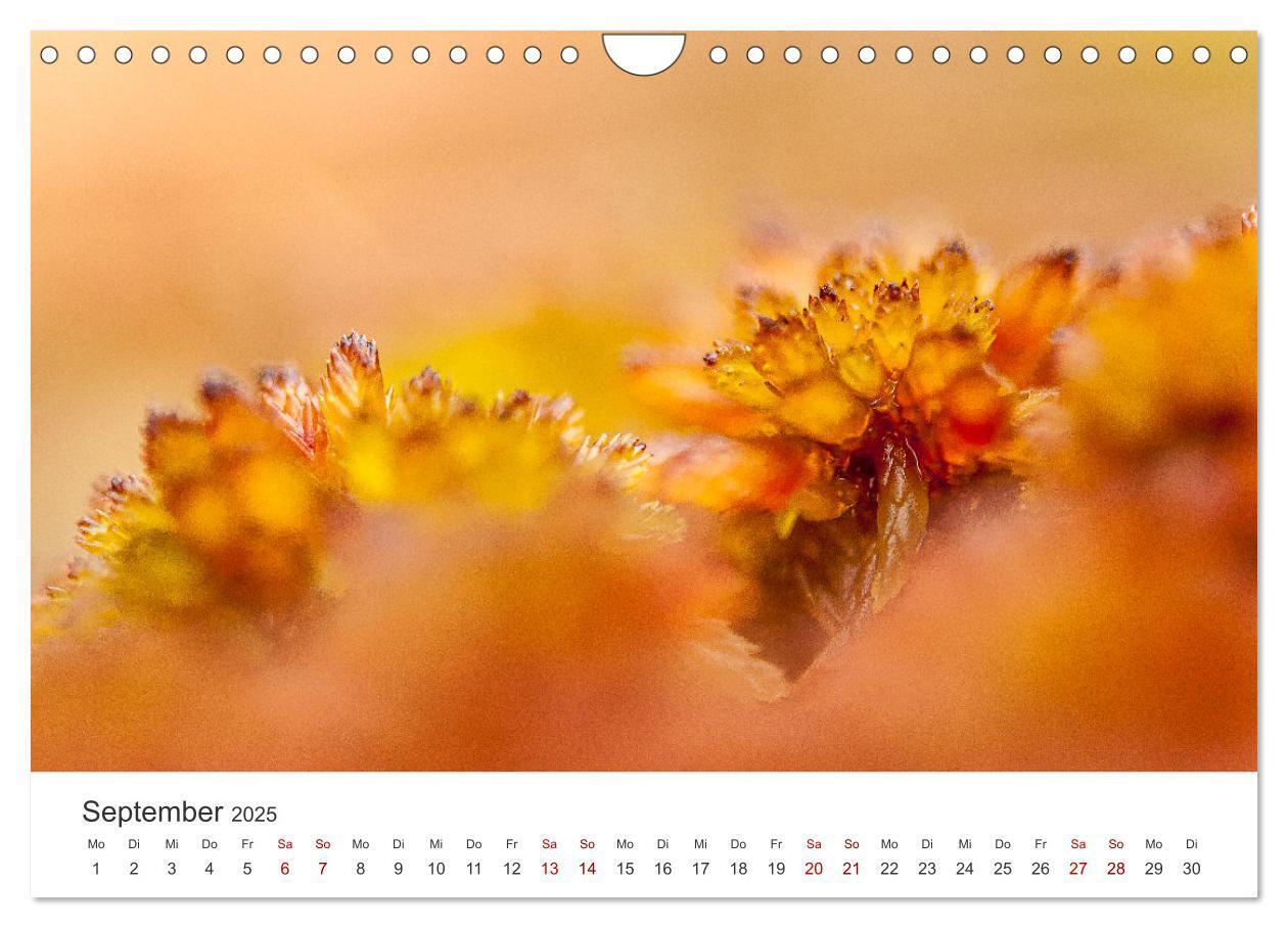 Bild: 9783383812101 | Naturjuwel Haspelmoor (Wandkalender 2025 DIN A4 quer), CALVENDO...