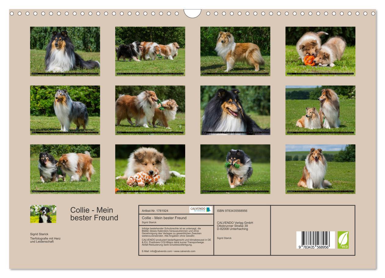 Bild: 9783435568956 | Collie - Mein bester Freund (Wandkalender 2025 DIN A3 quer),...