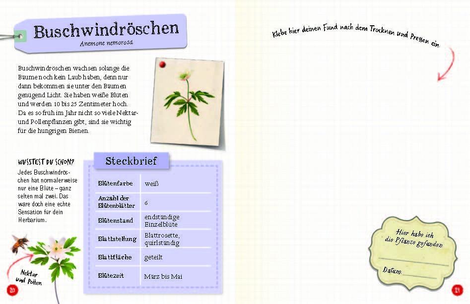 Bild: 9783968080093 | Flora &amp; Leo. Mein erstes Herbarium | Christine Schreier | Taschenbuch