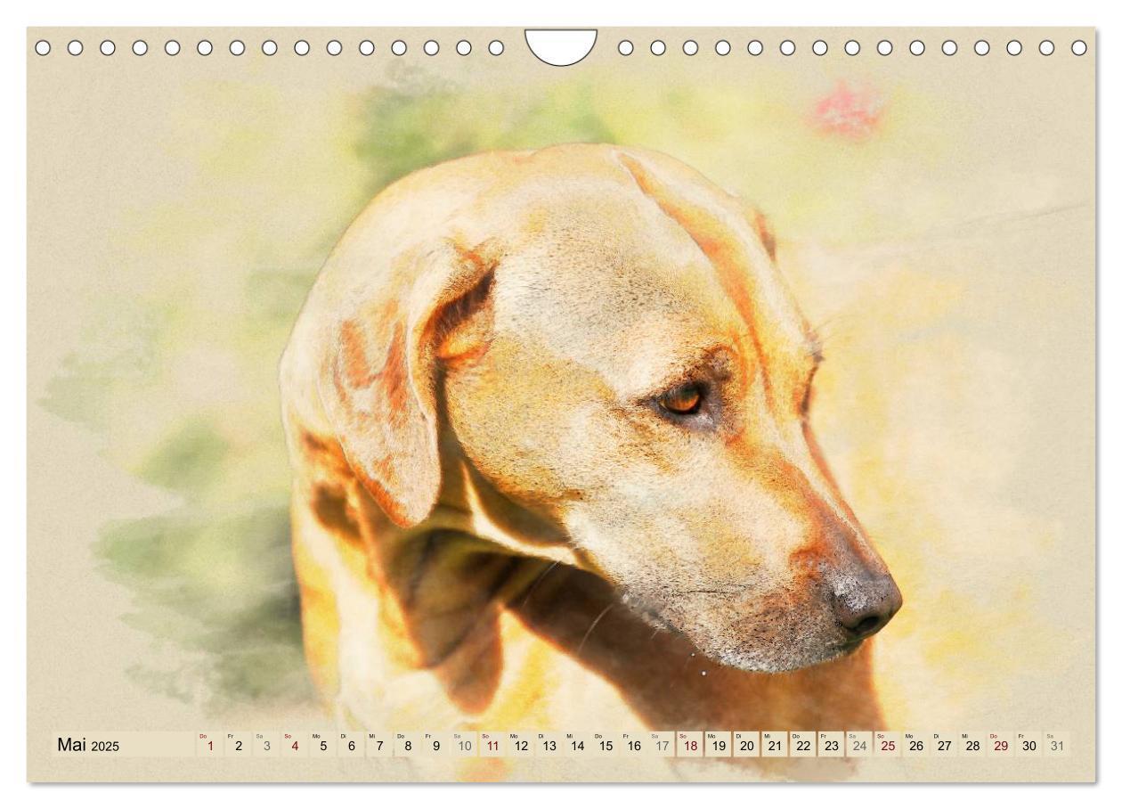 Bild: 9783435705627 | Rhodesian Ridgeback 2025 (Wandkalender 2025 DIN A4 quer), CALVENDO...