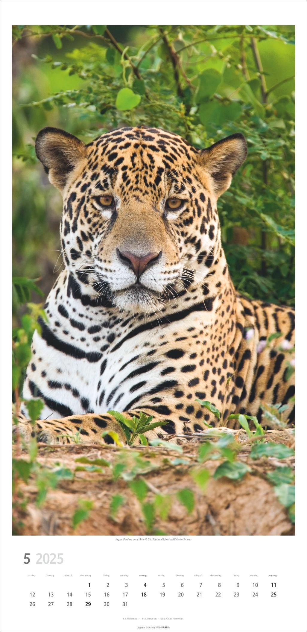 Bild: 9783839900239 | Big Cats Kalender 2025 | Kalender | Tierkalender Weingarten | 14 S.