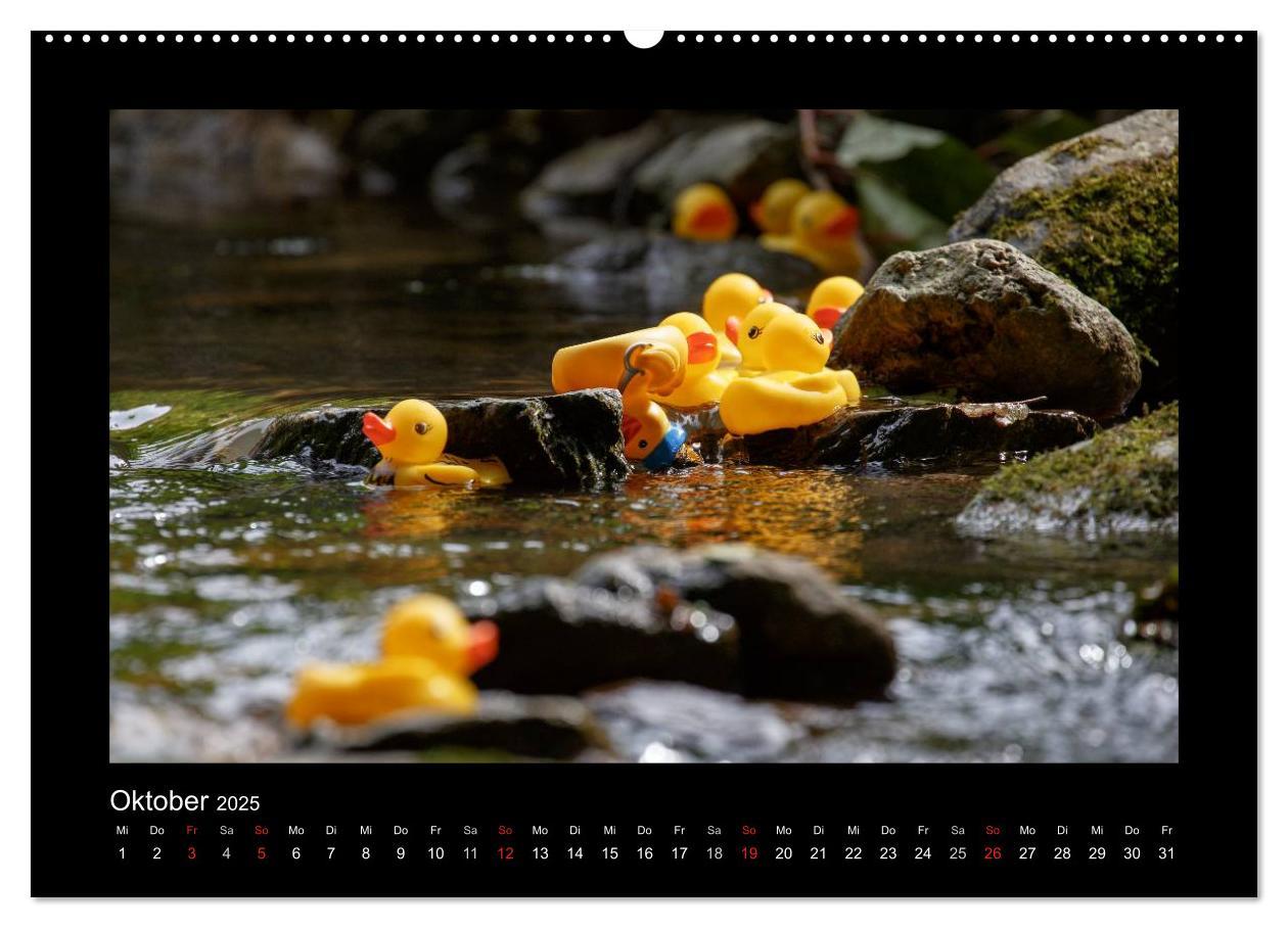 Bild: 9783435691555 | Enten-Rennen (Wandkalender 2025 DIN A2 quer), CALVENDO Monatskalender