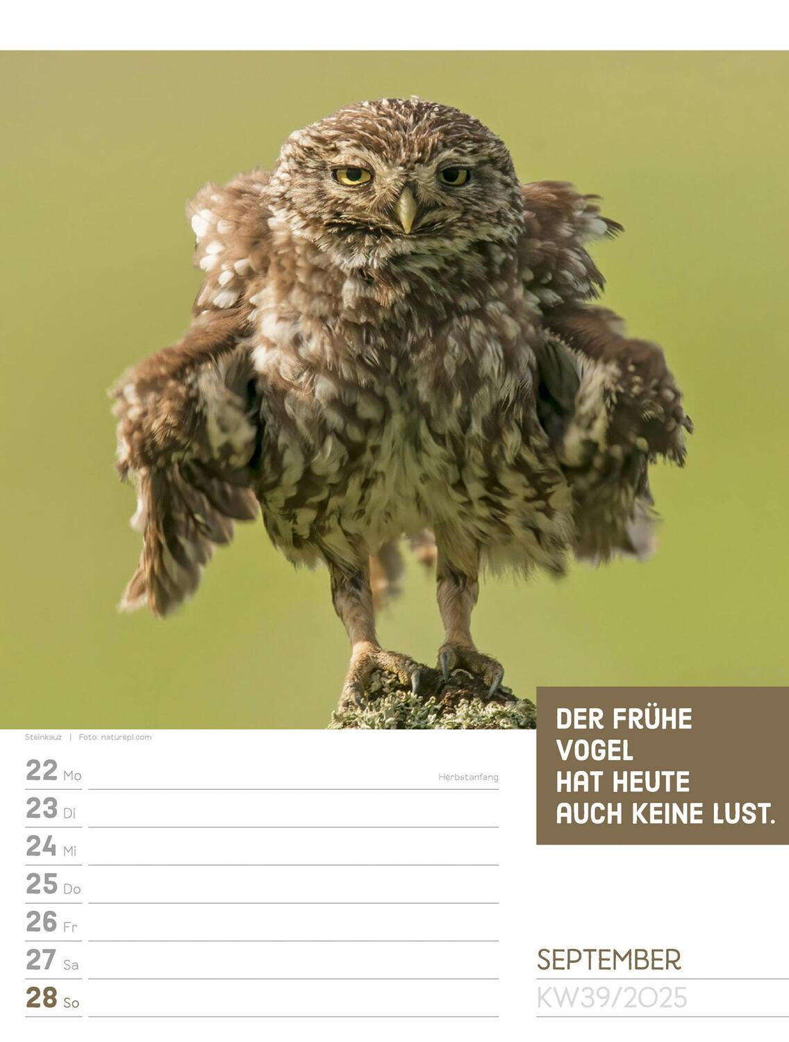 Bild: 9783838425962 | Tierisch! Sprüchekalender - Wochenplaner Kalender 2025 | Kunstverlag