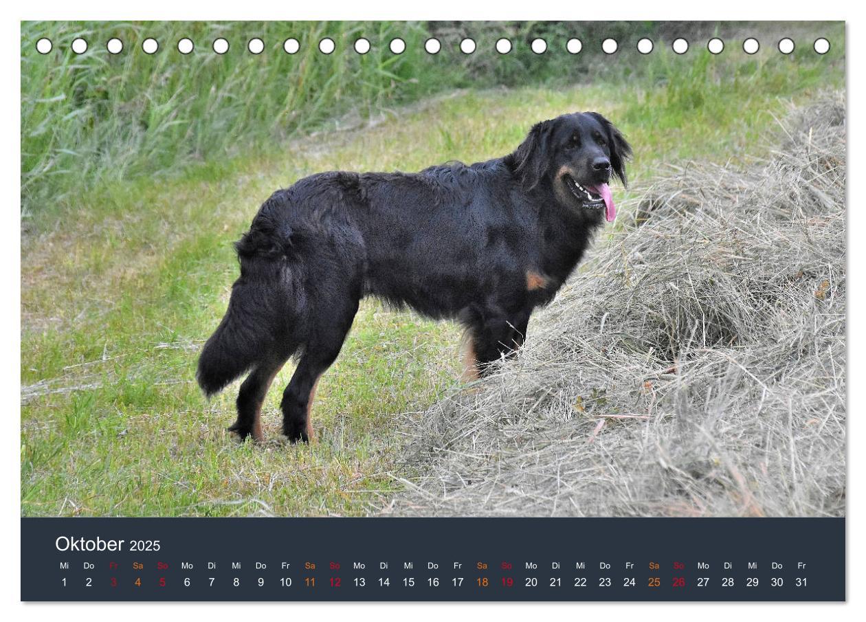 Bild: 9783435149056 | Ein Hovawart, ein Wachhund (Tischkalender 2025 DIN A5 quer),...