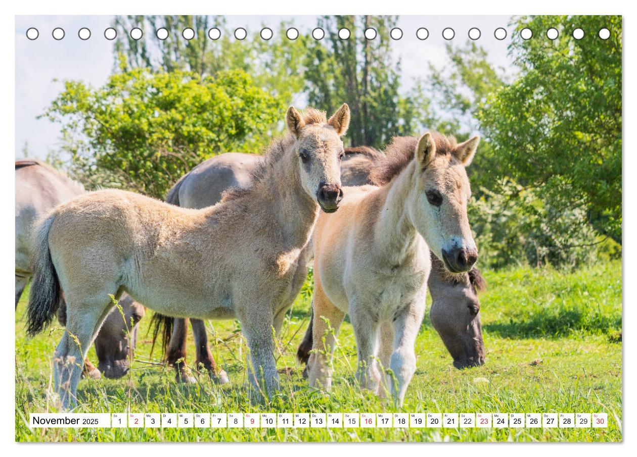 Bild: 9783435572434 | Konik - Frei geboren (Tischkalender 2025 DIN A5 quer), CALVENDO...