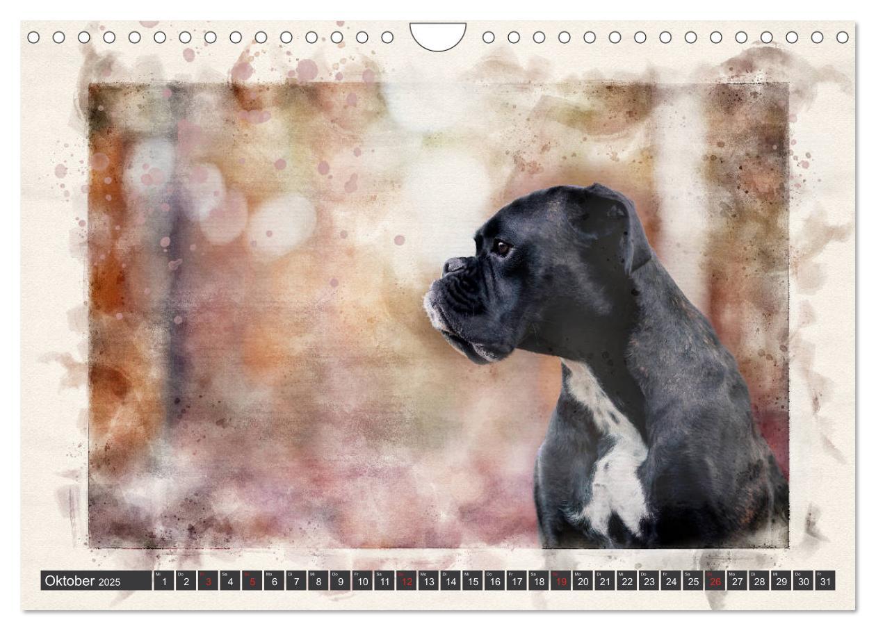 Bild: 9783435134700 | Boxer Photo&amp;Kunst (Wandkalender 2025 DIN A4 quer), CALVENDO...