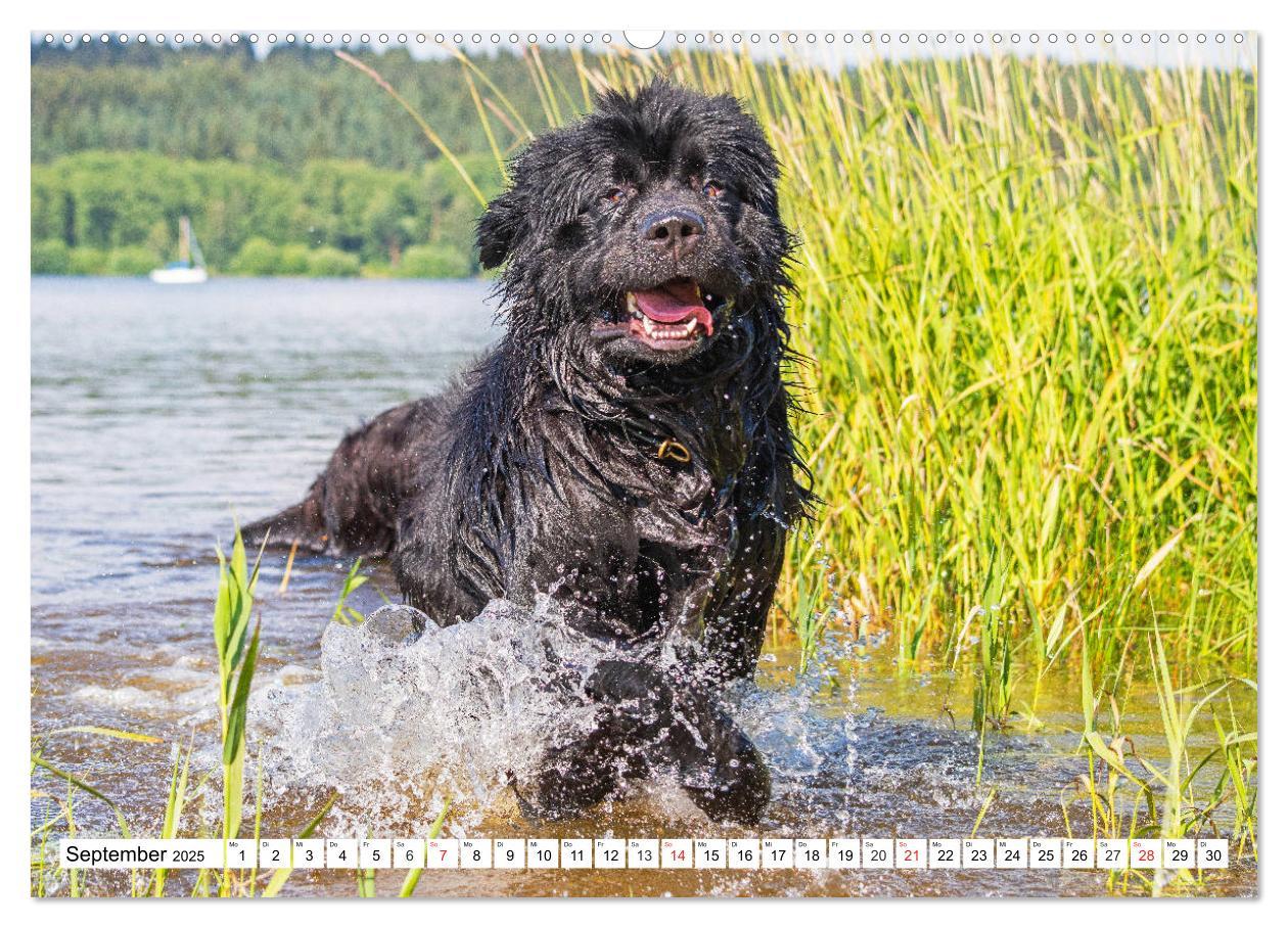 Bild: 9783435305650 | Neufundländer - Das Wasser ist ihr Element (Wandkalender 2025 DIN...