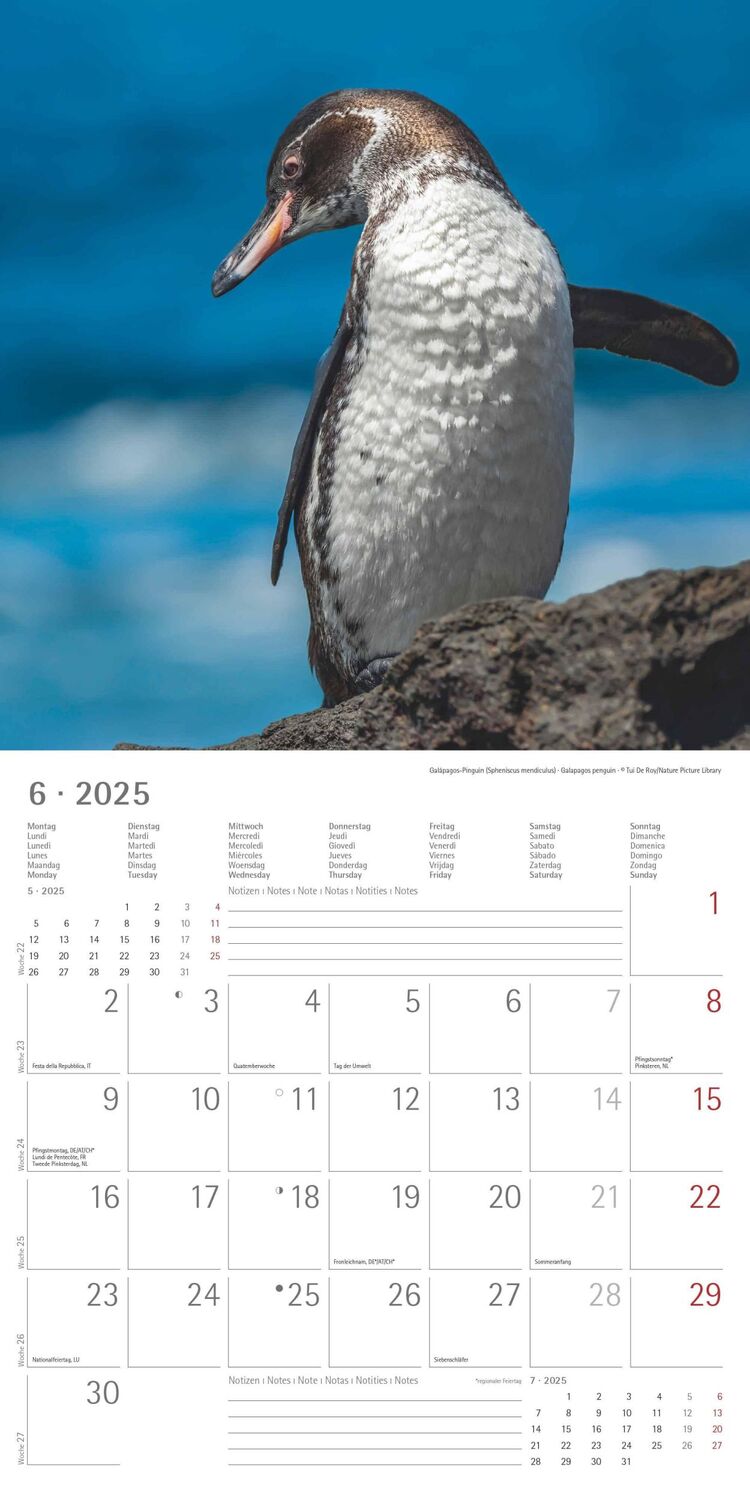 Bild: 4251732343101 | Pinguine 2025 - Broschürenkalender 30x30 cm (30x60 geöffnet) -...