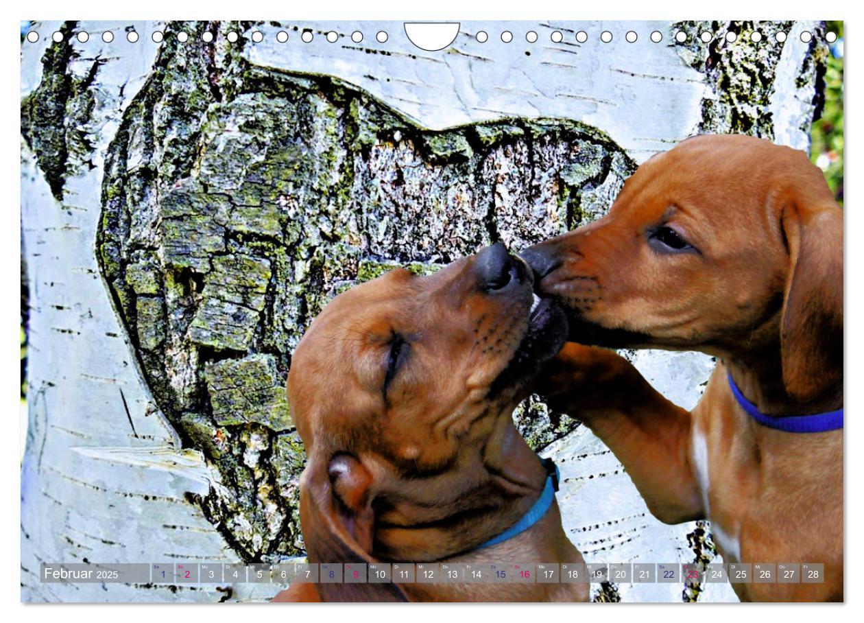 Bild: 9783435369614 | Rhodesian Ridgeback - Moments (Wandkalender 2025 DIN A4 quer),...