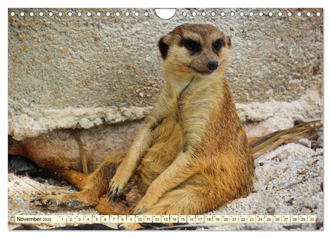 Bild: 9783383953965 | Goldige Erdmännchen (Wandkalender 2025 DIN A4 quer), CALVENDO...