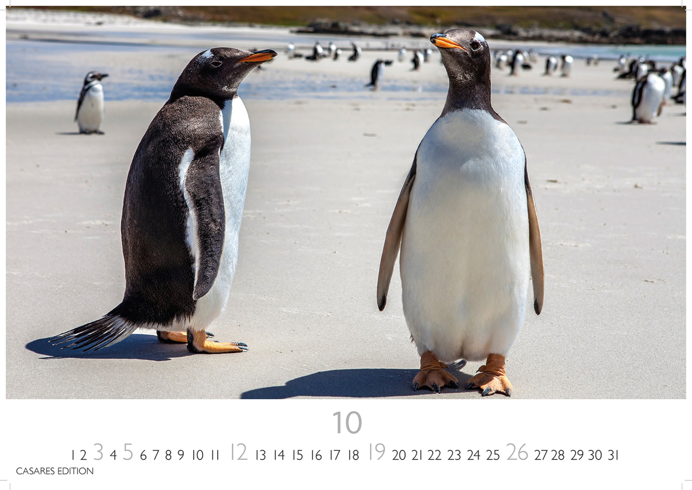 Bild: 9781835241219 | Pinguine 2025 S 24x35cm | Kalender | 14 S. | Deutsch | 2025