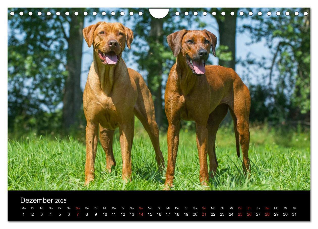 Bild: 9783435760107 | Rhodesian Ridgeback 2025 (Wandkalender 2025 DIN A4 quer), CALVENDO...