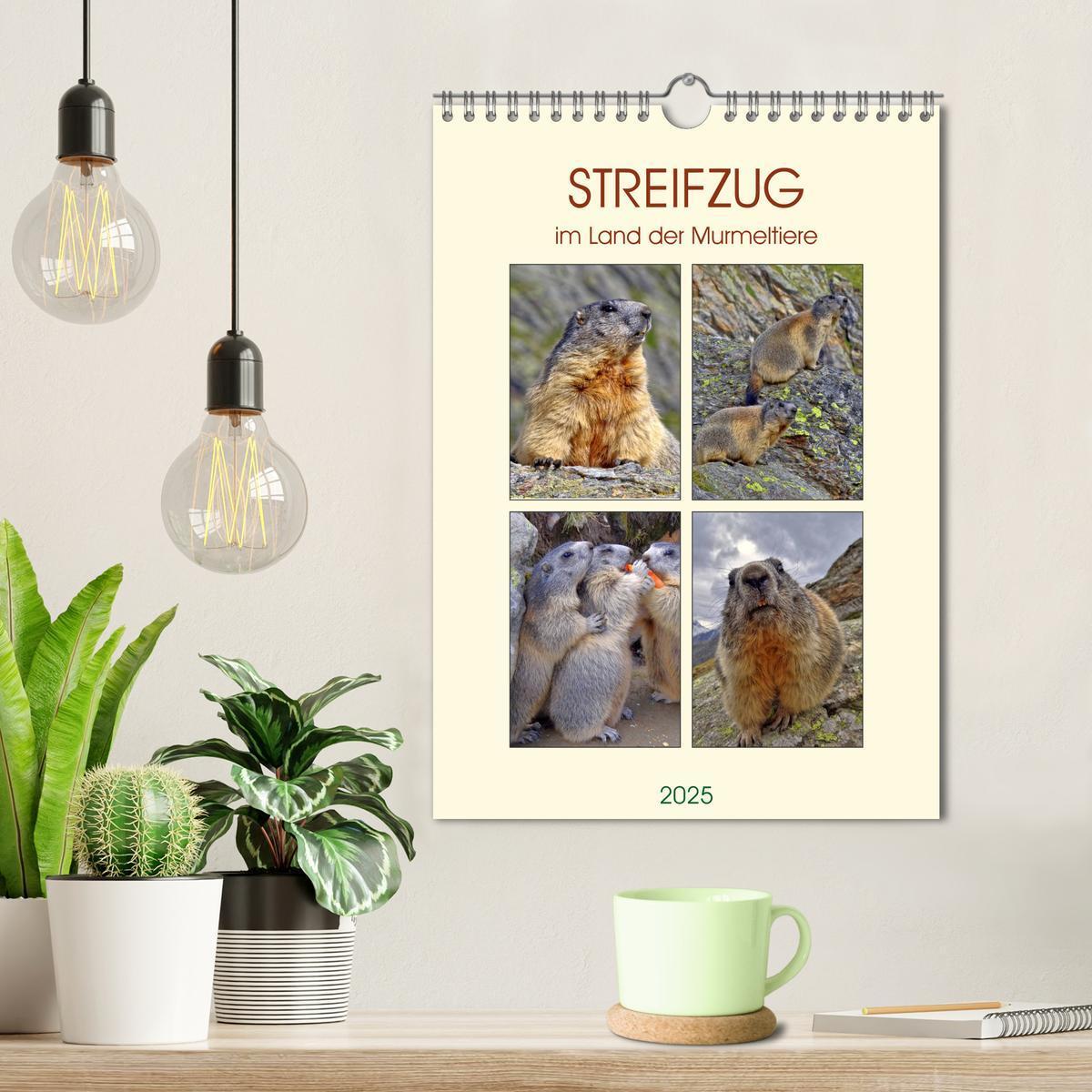 Bild: 9783435988129 | STREIFZUG im Land der Murmeltiere (Wandkalender 2025 DIN A4 hoch),...