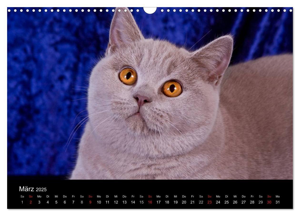 Bild: 9783435833597 | Britisch Kurzhaar Katzen (Wandkalender 2025 DIN A3 quer), CALVENDO...