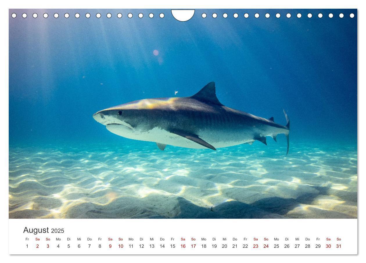 Bild: 9783435001453 | Haie - Könige der Meere. (Wandkalender 2025 DIN A4 quer), CALVENDO...