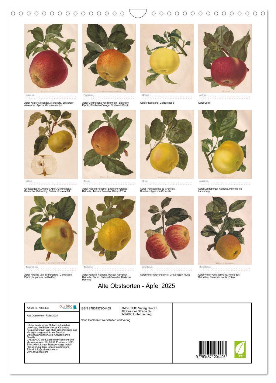 Bild: 9783457204405 | Alte Obstsorten - Äpfel 2025 (Wandkalender 2025 DIN A3 hoch),...