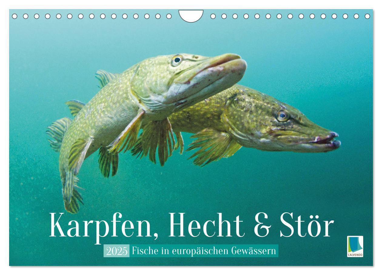 Cover: 9783457182987 | Karpfen, Hecht und Stör: Fische in europäischen Gewässern...