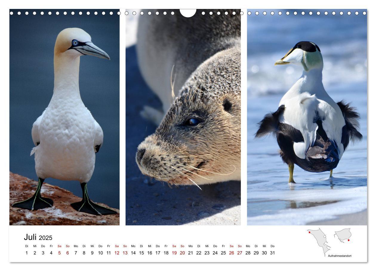 Bild: 9783435390304 | Mitreisekalender 2025 Helgoland (Wandkalender 2025 DIN A3 quer),...