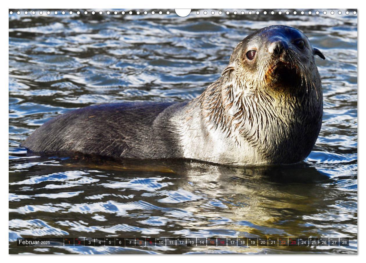 Bild: 9783435124565 | Tierparadies Südpolarmeer (Wandkalender 2025 DIN A3 quer), CALVENDO...