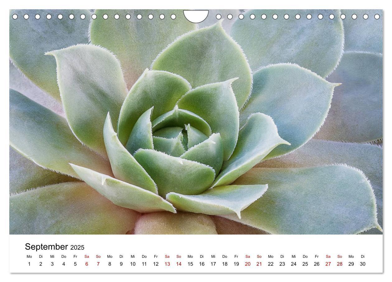 Bild: 9783435292066 | Sukkulenten Galerie (Wandkalender 2025 DIN A4 quer), CALVENDO...