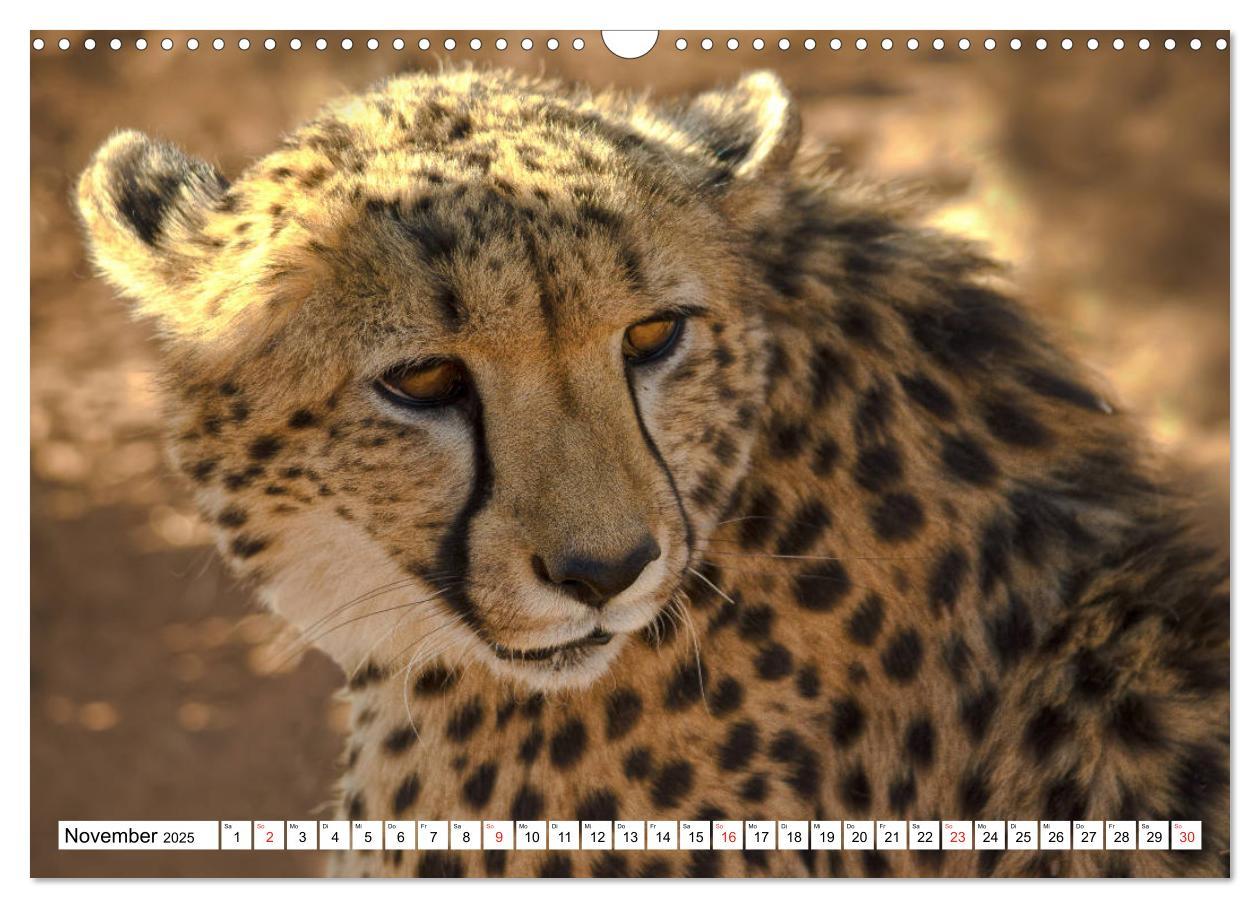 Bild: 9783435156139 | Namibia &amp; Botswana (Wandkalender 2025 DIN A3 quer), CALVENDO...