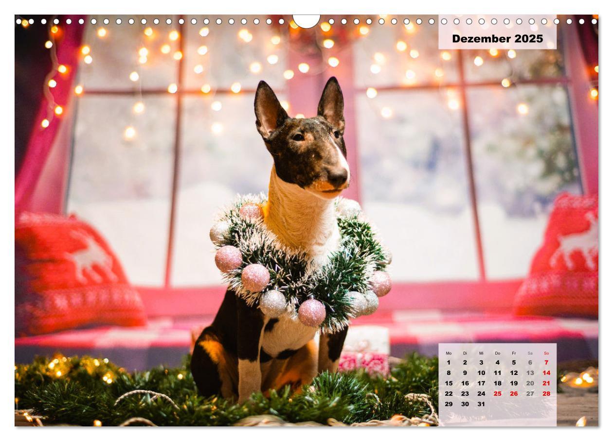 Bild: 9783383947117 | Bullterrier. Freudiges Wesen und Charakter (Wandkalender 2025 DIN...