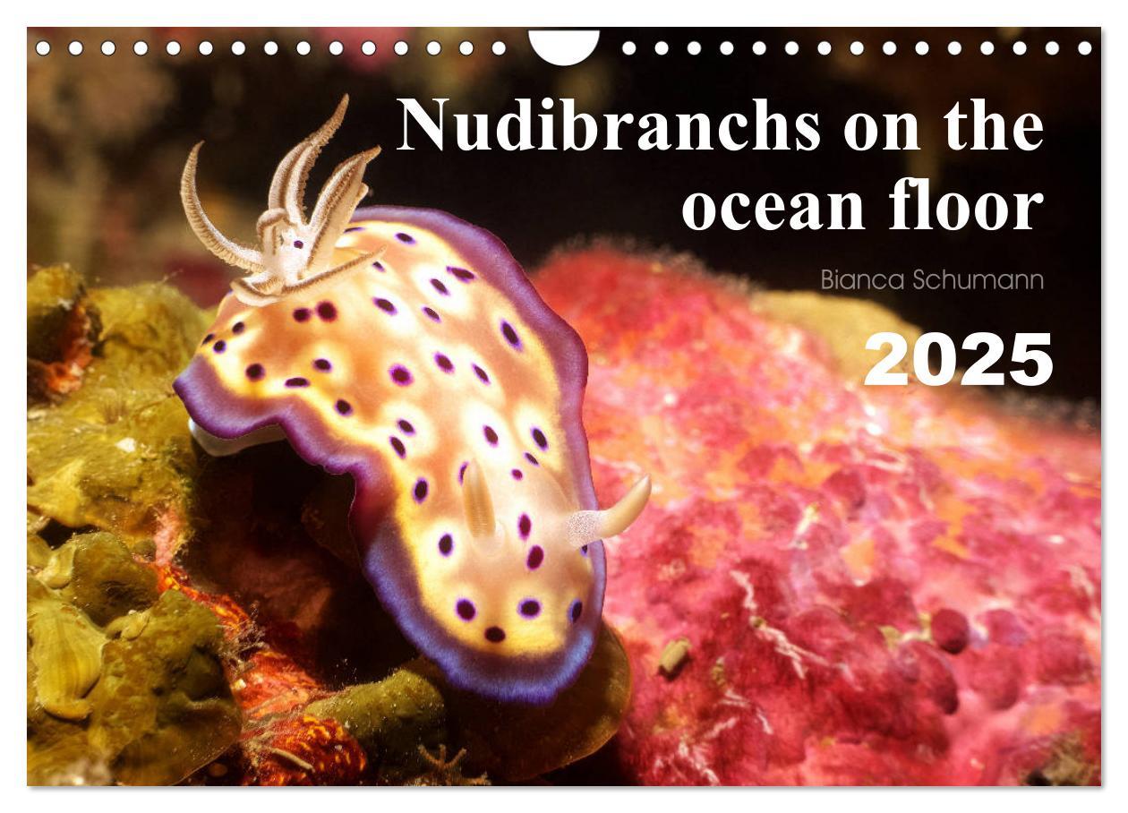 Cover: 9781325940516 | Nudibranchs on the ocean floor (Wall Calendar 2025 DIN A4...