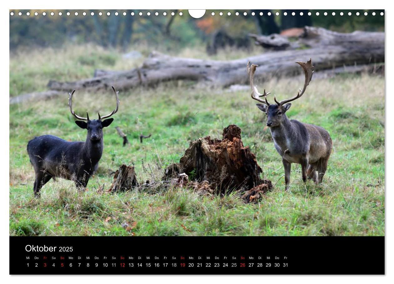 Bild: 9783435769025 | Rügen (Wandkalender 2025 DIN A3 quer), CALVENDO Monatskalender | Deter