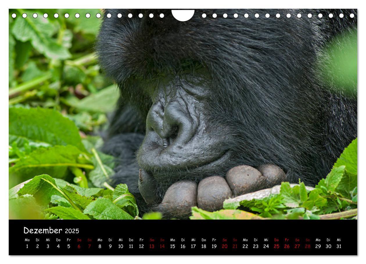 Bild: 9783435119516 | Berggorillas: die bedrohten Riesen (Wandkalender 2025 DIN A4 quer),...