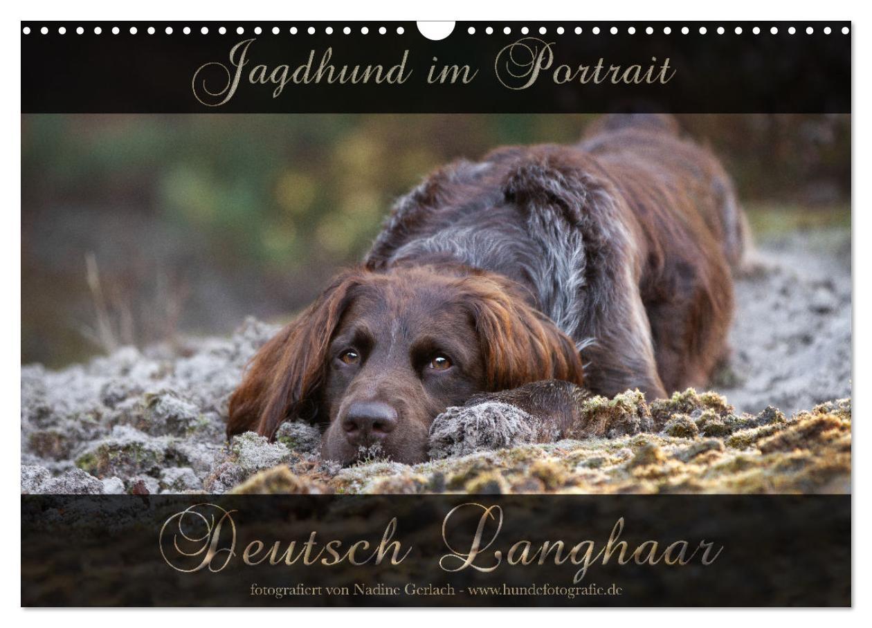 Cover: 9783383838477 | Jagdhund im Portrait - Deutsch Langhaar (Wandkalender 2025 DIN A3...