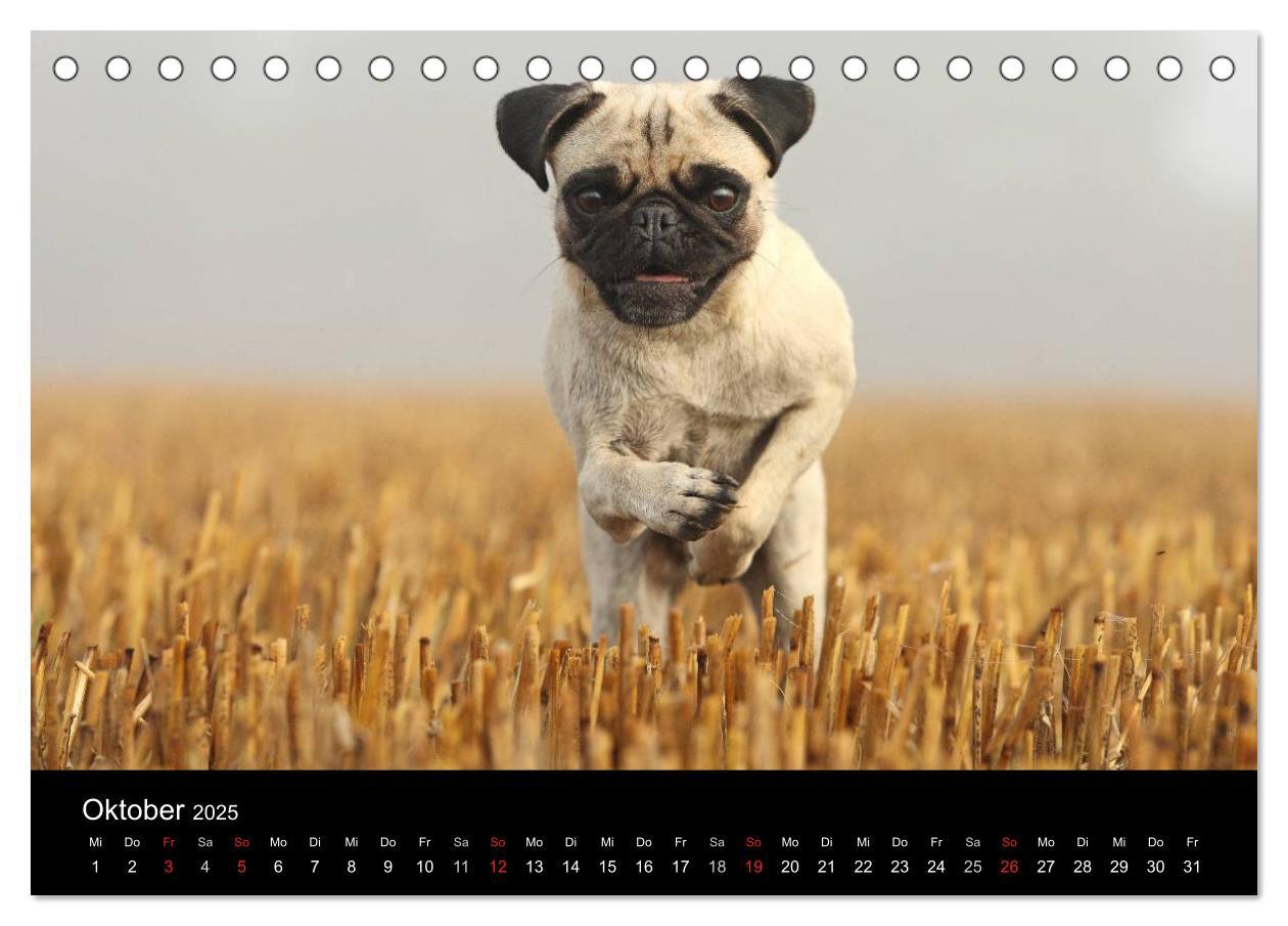 Bild: 9783435768424 | Der MOPS-Kalender (Tischkalender 2025 DIN A5 quer), CALVENDO...