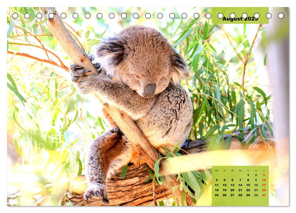 Bild: 9783435049752 | Koalas. Teddy-Alarm! (Tischkalender 2025 DIN A5 quer), CALVENDO...