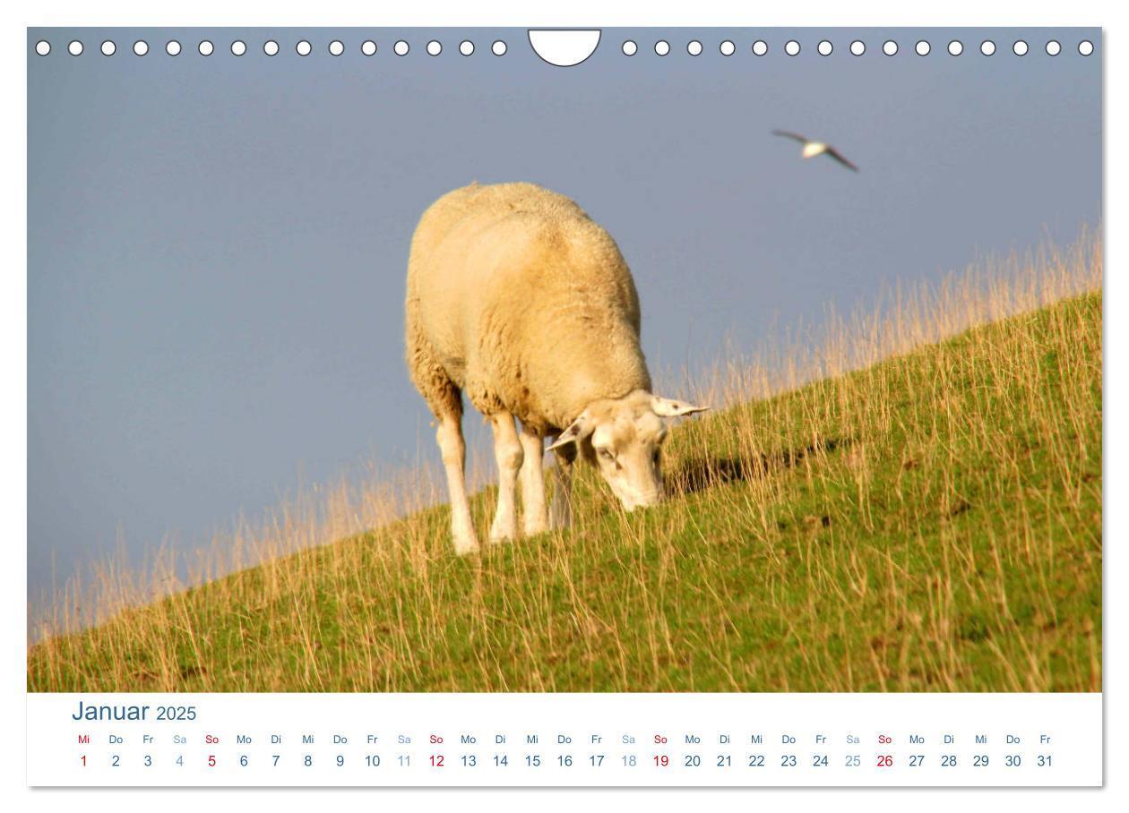 Bild: 9783435650903 | Schafe am Deich 2025. Tierische Impressionen von der Nordseeküste...