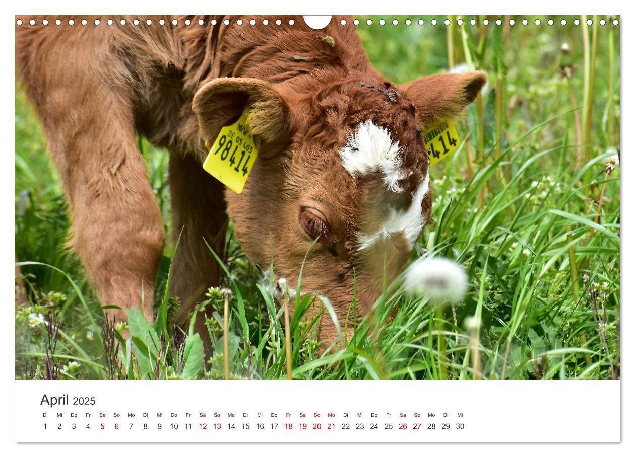 Bild: 9783435015184 | Kälber - Kleine Herzensbrecher auf den Wiesen (Wandkalender 2025...