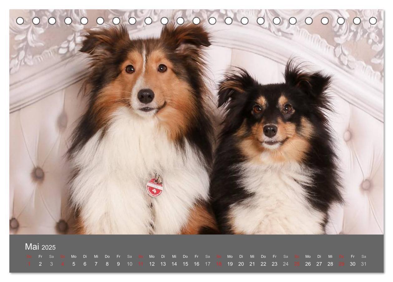 Bild: 9783435709786 | Shelties : Charmeure auf 4 Pfoten (Tischkalender 2025 DIN A5 quer),...