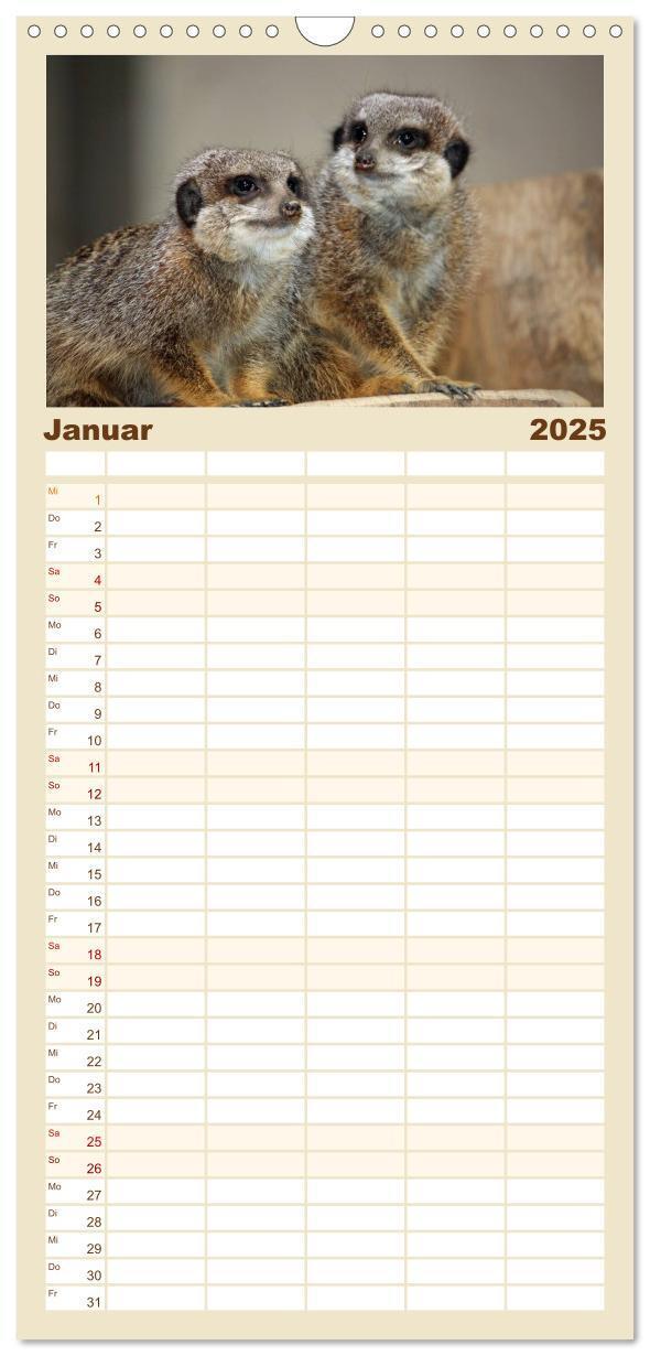 Bild: 9783457110782 | Familienplaner 2025 - Erdmännchen mit 5 Spalten (Wandkalender, 21 x...