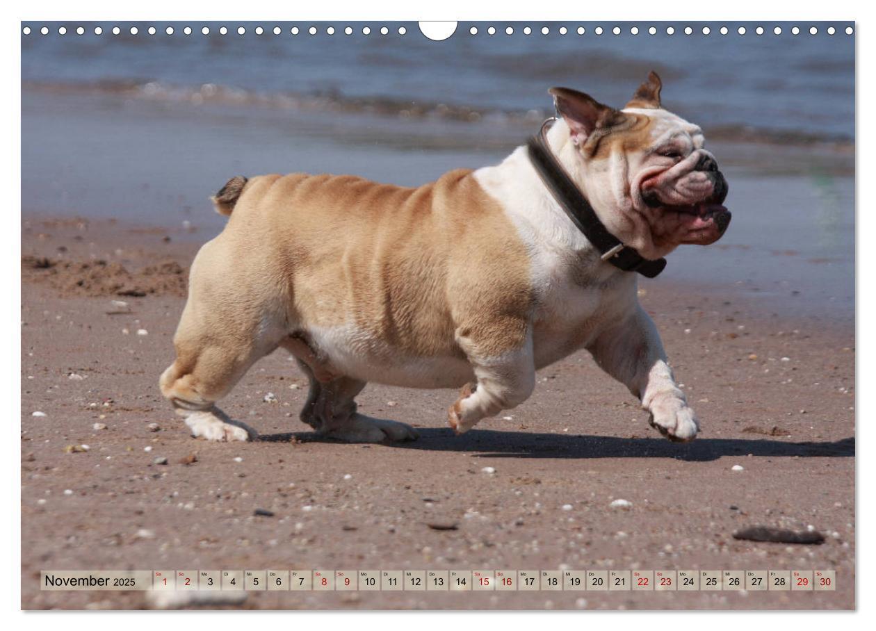 Bild: 9783435385805 | Bulldoggen - Englische und Französische Bulldoggen (Wandkalender...