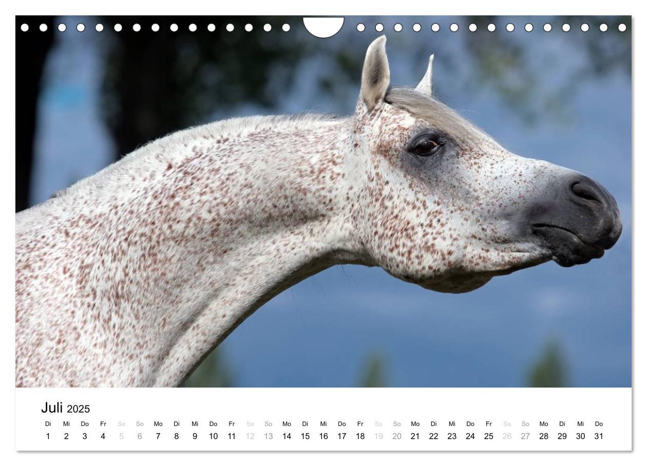 Bild: 9783435582815 | Pferde - Magdalena Strakova (Wandkalender 2025 DIN A4 quer),...