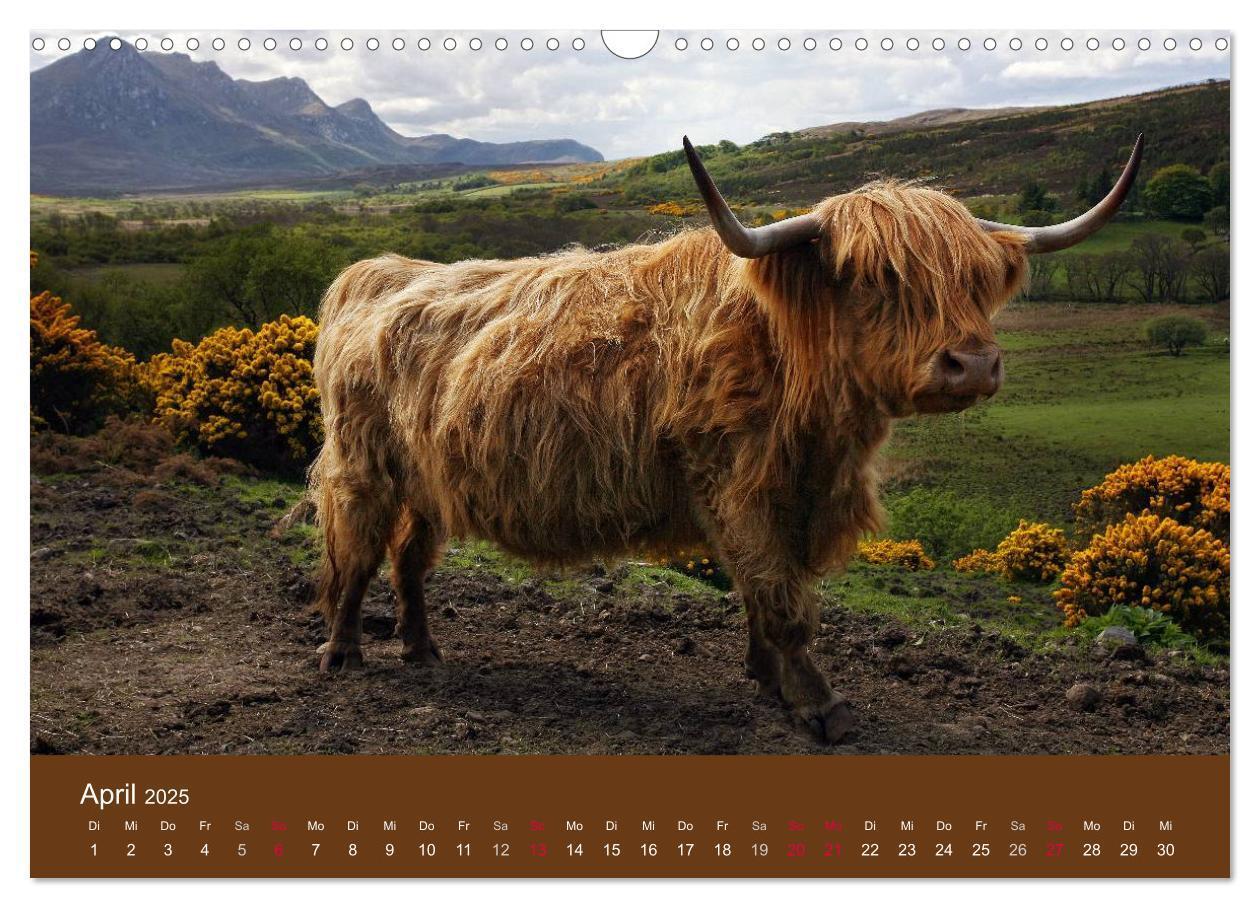 Bild: 9783435642625 | Schottische Hochlandrinder - Highland Cattle (Wandkalender 2025 DIN...