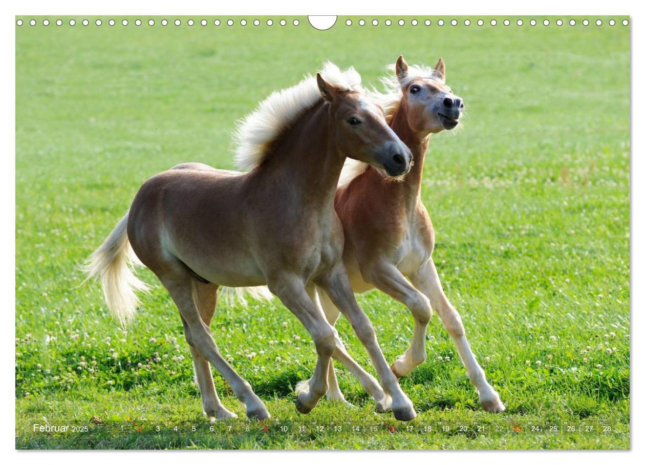 Bild: 9783435753185 | Haflinger Schönheiten (Wandkalender 2025 DIN A3 quer), CALVENDO...