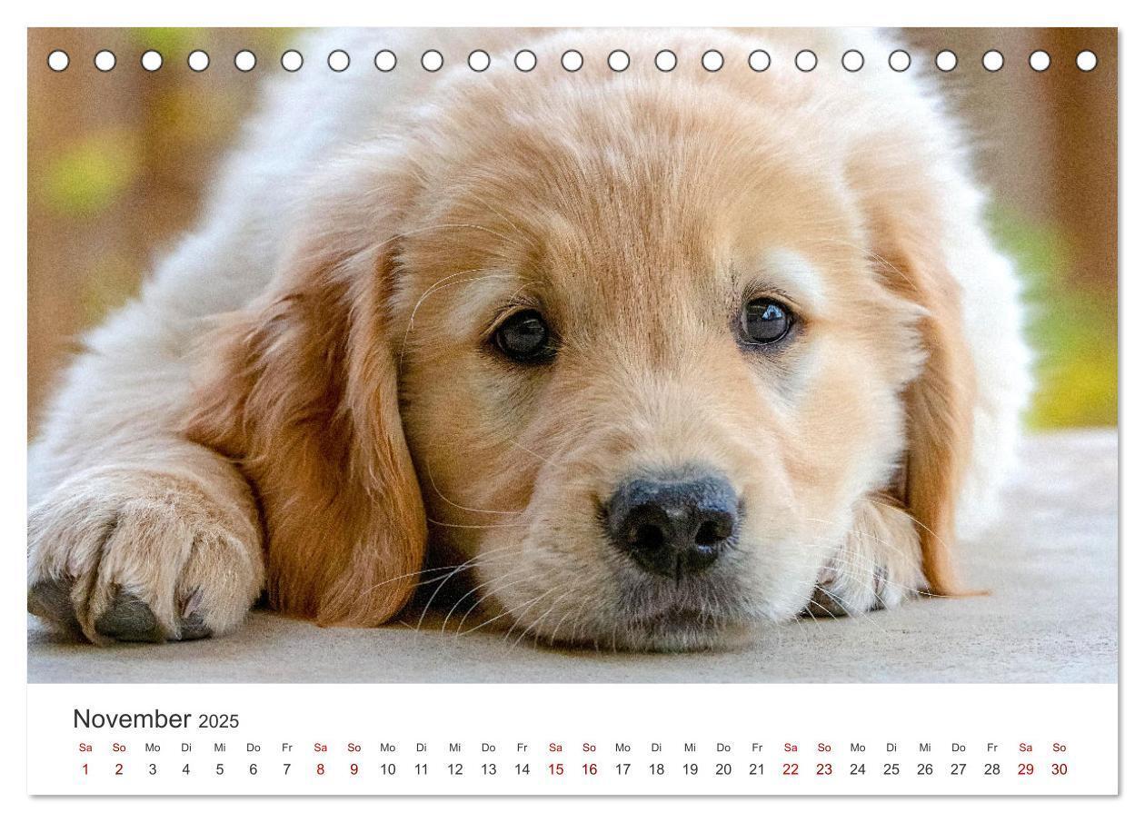 Bild: 9783383941504 | Golden Retriever - Die treuen Begleiter. (Tischkalender 2025 DIN A5...