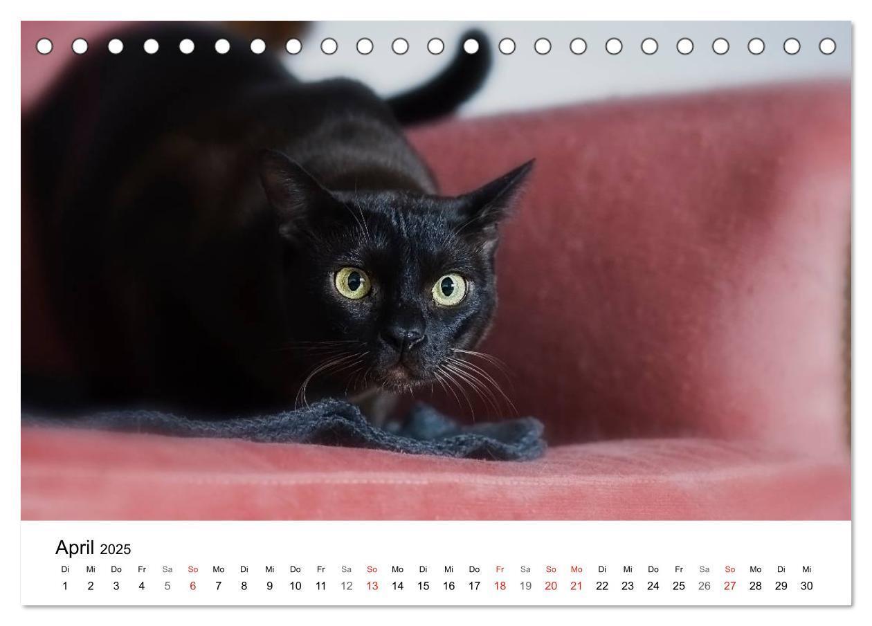 Bild: 9783435705290 | Rassekatzen 2025 (Tischkalender 2025 DIN A5 quer), CALVENDO...