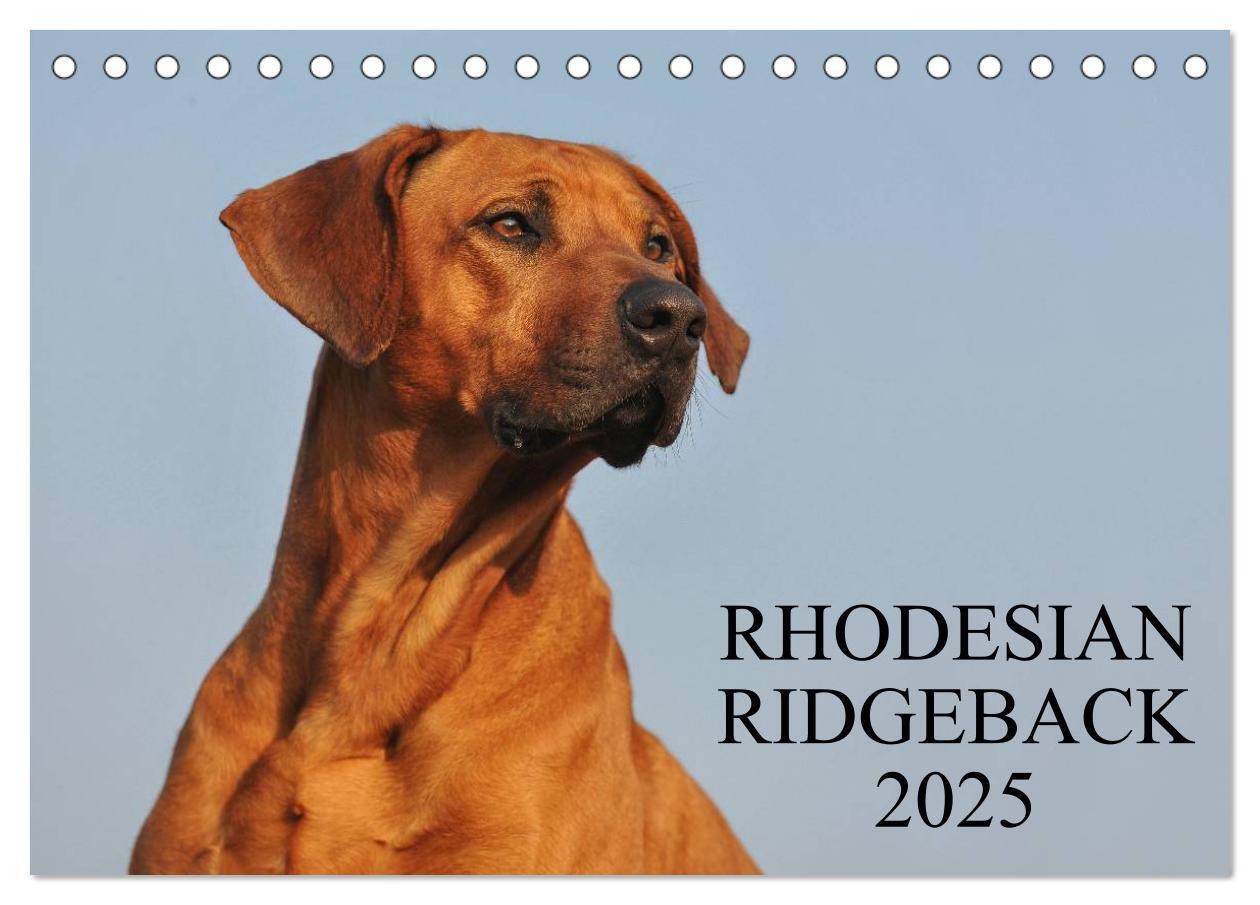 Cover: 9783435758890 | Rhodesian Ridgeback 2025 (Tischkalender 2025 DIN A5 quer), CALVENDO...